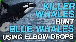 Killer Whales Hunt Blue Whales Using Elbow Drops