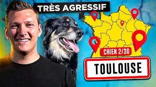 Agressif Congénères, Mon Approche l Jour 2 : Tour de France Educ Dog