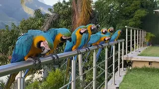 Wild Macaws in Caracas, Venezuela