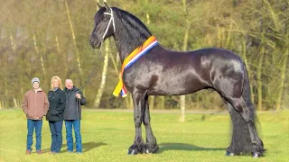 Top 10 Tallest Horses in the World