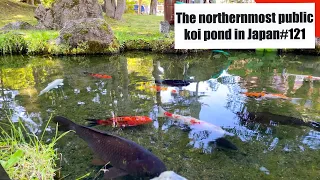 The northernmost public koi pond in Japan(Asahikawa, Hokkaido)