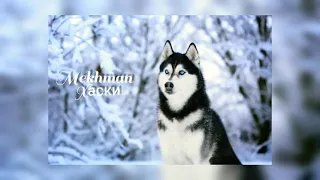 Mekhman - Хаски (Husky) ( Премьера трека ) || 2021