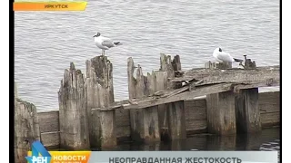 300 гнёзд чаек неизвестный мужчина уничтожил в Иркутске