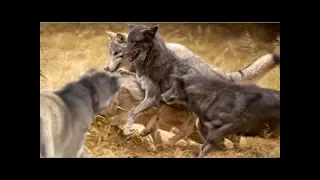 Одиночный Кангал отбивает стаю голодных волков !!!