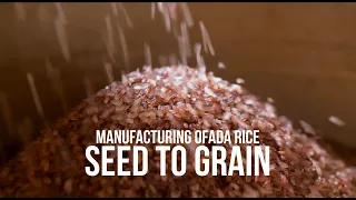 Exploring the Journey of Ofada Rice: From Seed to Grain