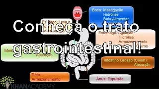 Conheça o trato gastrointestinal! | Vida e evolução | Khan Academy