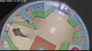 Footage of the Uvalde shooter entering the school has been released