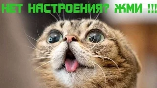 КОТЫ ПРИКОЛЫ 2016   СМЕШНЫЕ КОТЫ 2016   Funny Cats 2016