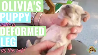 Olivia's Puppy with Deformed Leg (at vet) (clip two) 2-11-11