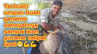 MANCING IKAN GURAME PAKAI UMPAN JITU INI MEMANG MELEDAK😱😱😱 LUAR BIASA