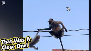 Monkey risks life to rescue her baby stranded on power lines