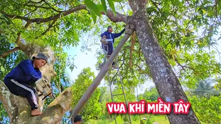 Vua Khỉ cưa Cây Xoài Cát Chu lâu năm nghiên vô nhà người dân (Phần đầu).