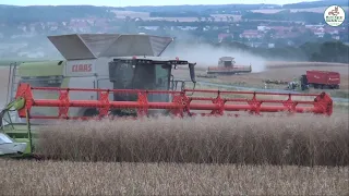 Raps Ernte mit Claas Lexion 8800/770, rapeseed Harvest,Wild Boars,John Deere - Multi Agrar Claußnitz