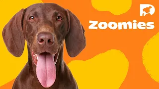 DOGTV Stimulation: Zoomies