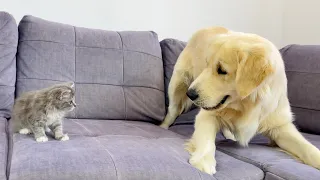 How Golden Retriever and Tiny Kitten Became Best Friends Compilation (Cutest Ever!!)