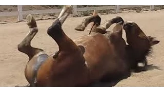 Horse Passing Gas HD