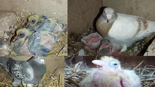 Baby White Pigeon || Video How do baby || pigeons grow up | Sheno1122