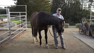Releasing tension from the neck with a left front-right hind horse