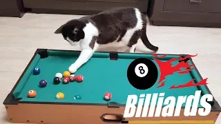 Billiards. Human vs Cat Pusic