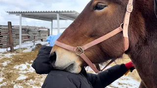 【ばんえい】ばん馬のお手入れ