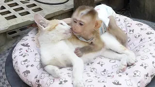 Wow Super Sweet Mother Cat Kiss And Share Affection To Baby Moly