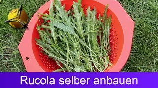 Rucola / Wilde Rauke selber pflanzen und ernten