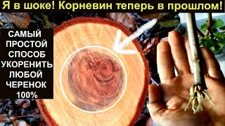 САМЫЙ ПРОСТОЙ СПОСОБ УКОРЕНИТЬ ЛЮБОЙ ЧЕРЕНОК 100% Черенкование.  Черенки винограда. Черенкование роз