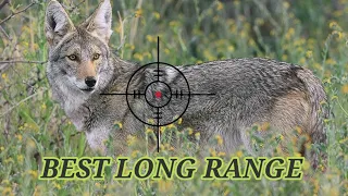 46 Long-Range Shots Coyote Hunting This Season #coyote #coyotes #hunting #fox hunting #wolf