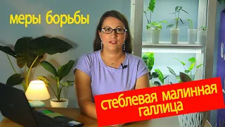 Стеблевая малинная галлица. Что за зверь и как с ним бороться.