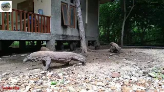 "komodo dragon vs wild boar"