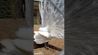Beautiful white peacock with open feathers | Rare male peafowl bird #shortsvideo #shortsfeed