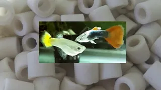 Ceramic rings in home aquariums - how they work, how to use them in fish tank and how to clean them