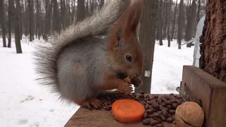 Покормил очень голодную белку / I fed a very hungry squirrel