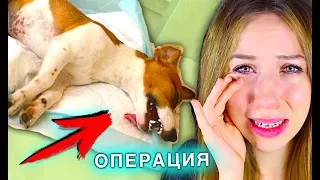 СОБАКА ВЫХОДИТ ИЗ НАРКОЗА ЭЛЛИ ПЛАЧЕТ ОПЕРАЦИЯ МОЕЙ СОБАКИ | Elli Di Pets