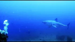 Great White Shark circles divers in Mozambique!  - NO CAGE !