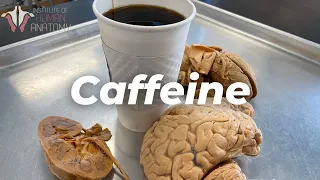 How Caffeine Affects Your Brain?