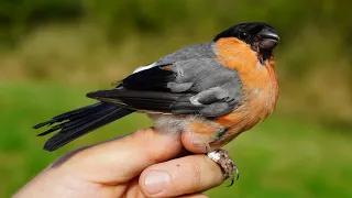 Hýl obecný (Pyrrhula pyrrhula) samec - ptáci zblízka
