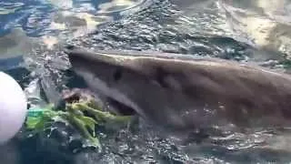 нападение акул! shark attack! Видео не для слабонервных!