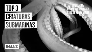 El enigma de 3 criaturas submarinas captadas en vídeo | Misterios de las profundidades