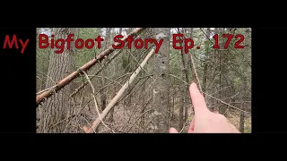 My Bigfoot Story Ep. 172 - Cold Windy Swamp Walk