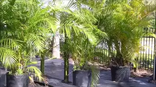 How to Grow the Areca Palm - A Madagascar STRONG Superstar Palm Variety for Your Yard