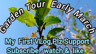 Garden Tour Early March 2024|#homested, #epicgardening, #gardening,