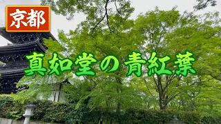 京都の青もみじ 真如堂 Fresh green in Kyoto Shinnyodo temple