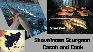 Shovelnose Sturgeon Catch and Cook with Caviar!