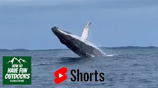 Whale 🐋 jumps out of the water! #shorts #whale #whalewatch  #whales