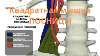 Квадратная мышца поясницы