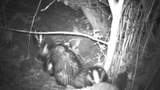 Wild Scottish Badgers: impossible number of cubs.