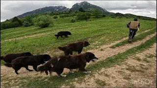 Transhumanta cu oile lui POMPI din Zărnești .Caini Corbi .Cei mai buni