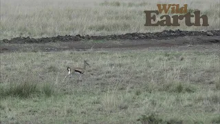 Jumping For Joy