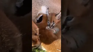 Cutest Lynx With Baby Kittens 😻